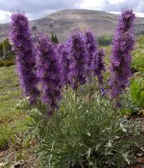 Silky Scorpion Weed