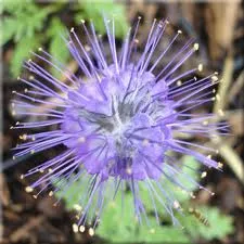 silky scorpian weed2